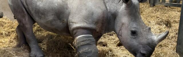 Rhino Undergoes First-of-Its-Kind Leg Surgery, Is Very Cute