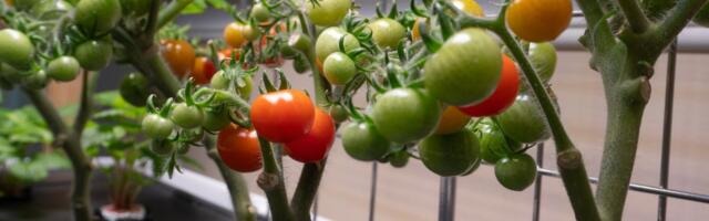 Larry Ellison’s $500 Million Vertical Farming Startup Is Struggling to Grow