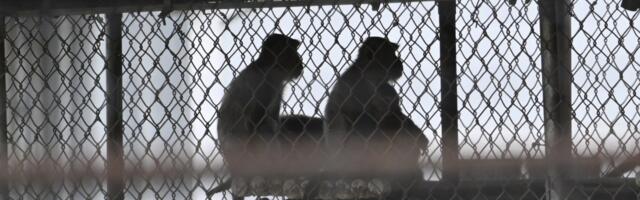 43 lab monkeys escaped in South Carolina. They have a legal claim to freedom.