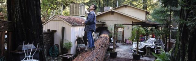 North Bay bakery owner ready to rebuild after redwood crushes part of property