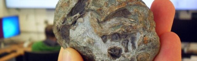 The Cockroach of Dinosaurs Likely Survived Extinction Because of Its Big Wet Eggs