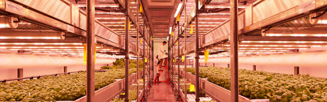 Harvest London secures funds to open vertical farm