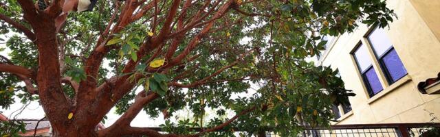 Overheard conversation sends Santa Cruz neighbor up a tree to prevent its removal