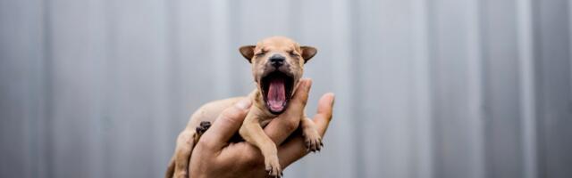 9 actually good things that happened to animals this year