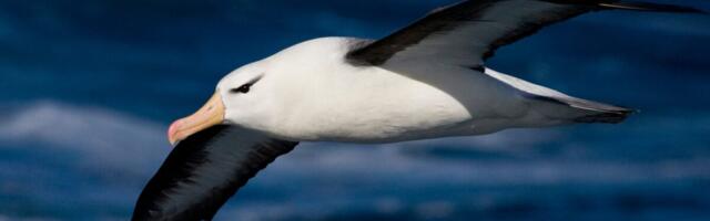 Birds Never Evolved ‘Perfect’ Wings, Study Finds