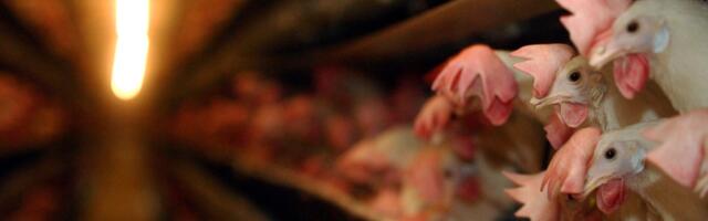 One state’s desperate new plan to fix its egg shortage