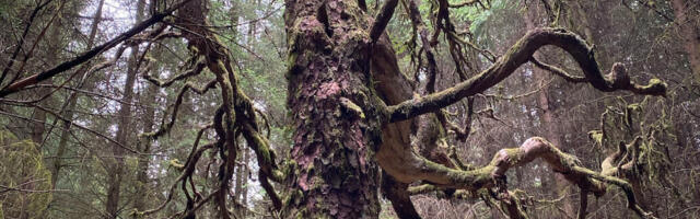 Scotland’s ‘ice age’ pinewoods on knife-edge
