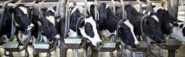 9 charts that show US factory farming is even bigger than you realize