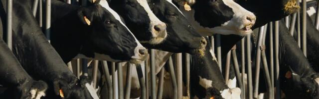 With avian flu now in 34 California dairy herds, health experts watch closely