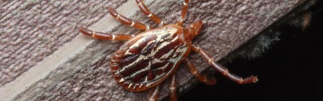 Bloodsucking Ticks Can Survive Inside Your Home Longer Than You Might Think