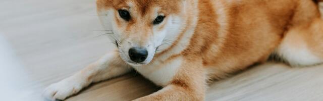 DOGE Drops Below Uptrend Line, Signaling Possible End to Five-Month Rally