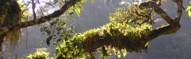 Plant Found in Obscure Brazilian Rainforest Seems Weirdly Good at Fighting Covid-19