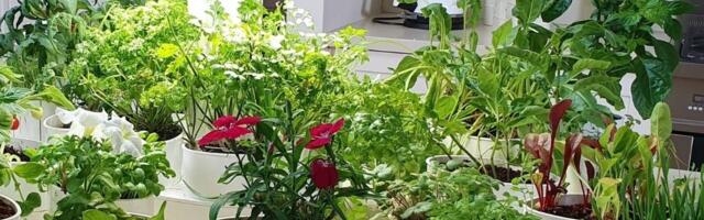 The ‘Nespresso for herbs’ raises to grow