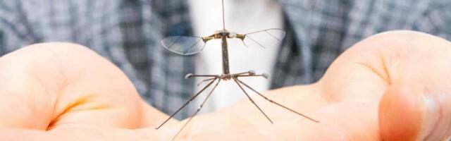 This Tiny Robot Is Part Bee, Part Crane Fly—and It Finally Has Solid Legs