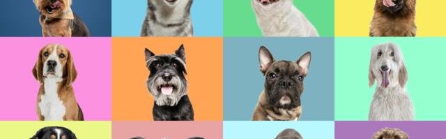 ‘Wolf DNA’ Lurks in Many Modern Dog Breeds