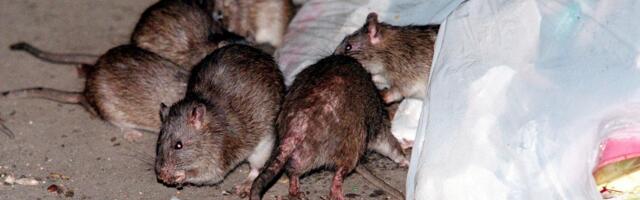 Get ready: Your city’s rat problem is likely going to get a lot worse