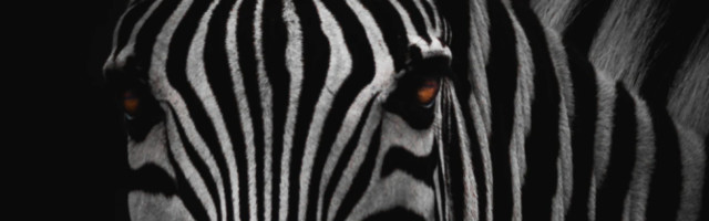 The Zebra reaches $100M run rate, turns profitable as insurtech booms