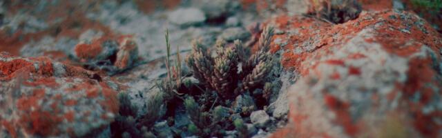 The Atacama Desert in northern Chile has weather stations that have recorded no rainfall for centuries, and yet a fog rolls in from the Pacific most mornings carrying just enough moisture to keep entire colonies of lichen alive on rocks that never see rain