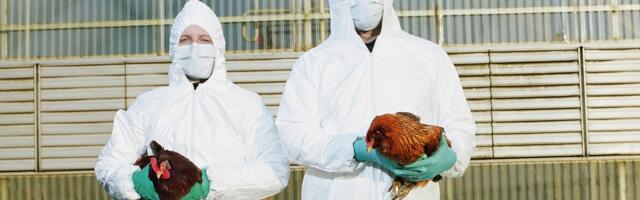 The US May Start Vaccinating Chickens Against Bird Flu