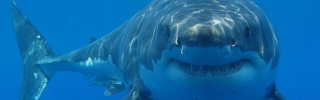 Record-Breaking Great White Shark Spent the Summer Near Popular Beaches