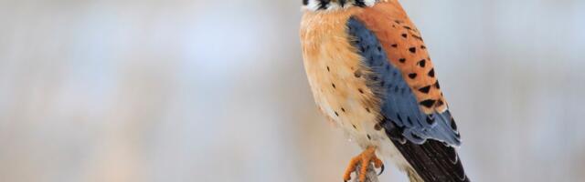 The fascinating link between cherry pie and this bird