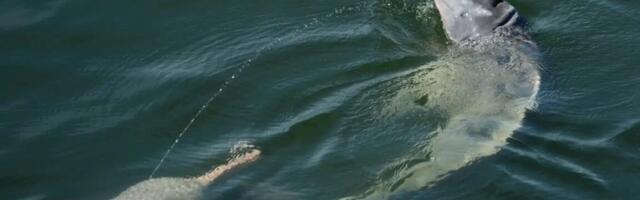 Let us spray: River dolphins launch pee streams into air