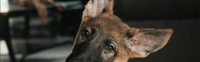 Asia Morning Briefing: Even Prediction Markets Didn’t See Bitcoin’s Selloff Coming