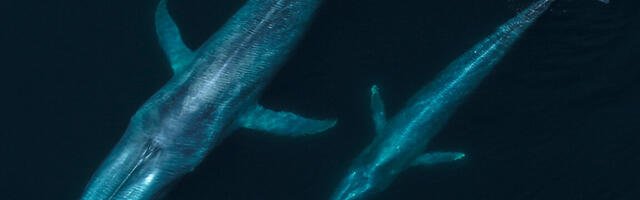 Flying with whales: Drones are remaking marine mammal research