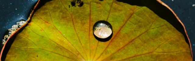 Alliance for Water Stewardship launches new global water standards