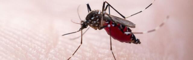A Widely Used Mosquito Repellent Might Be Training Them to Seek Your Blood