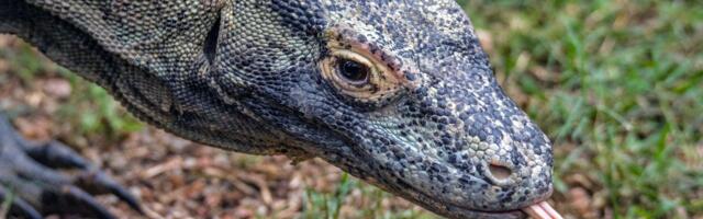 Indonesia’s Huge Price Hike for Komodo Park Exposes Tourism Dilemmas for a New Era