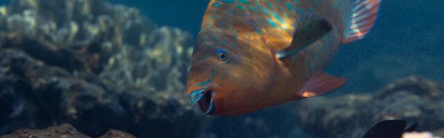 This awkward fish works harder than you