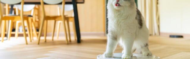 These 5 Common Robot Vacuum Mistakes Are Sabotaging Your Pricey Home Helper