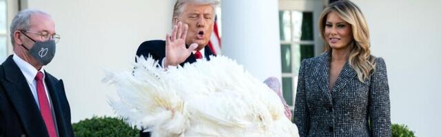 What a second Trump term could mean for animals