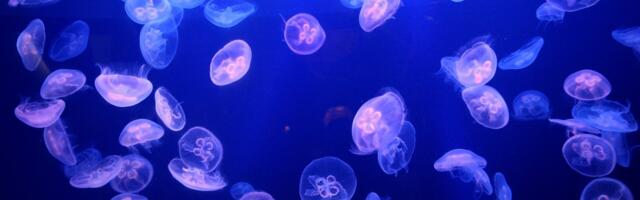 Jellyfish Overpower Nuclear Power Plant in Show of Force From Mother Nature