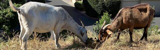 How California’s overtime law threatens use of grazing goats to prevent wildfires