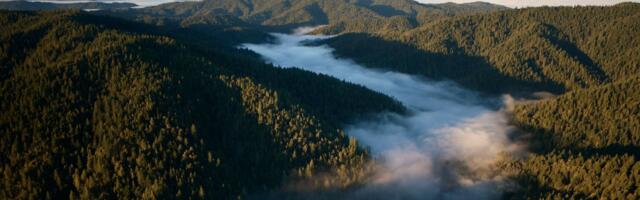Apple Announces Project to Protect California Redwood Forest