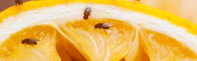 Get Rid of Fruit Flies Fast, With the Trick Experts Swear By