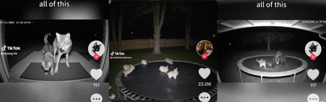 AI-generated animals in fake surveillance videos are fooling the internet