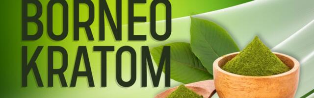 Borneo Kratom Guide [2024] – Strains, Effects, Dosage & Where to Buy