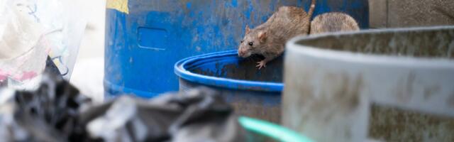 Rising Temperatures Are Turbocharging City Rat Populations, Scientists Warn