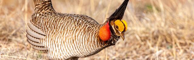 Trump officials are trying to yank this animal’s last shot at survival