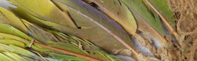 In Ancient Peru, Feather Traders Transported Live Parrots Across Treacherous Mountains