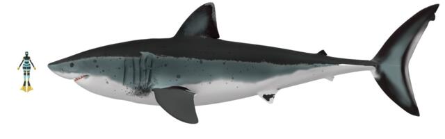 Some Megalodons Reached 80 Feet—But They Weren’t Built Like Great Whites, Research Suggests