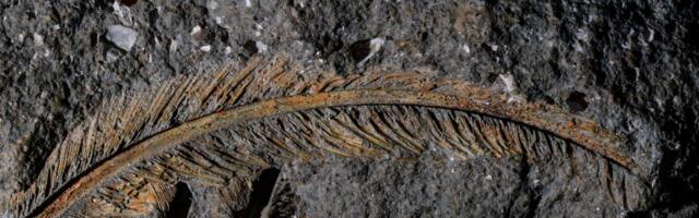 Immaculate Feather Fossil Reveals the Unlikely Preserving Power of Volcanoes