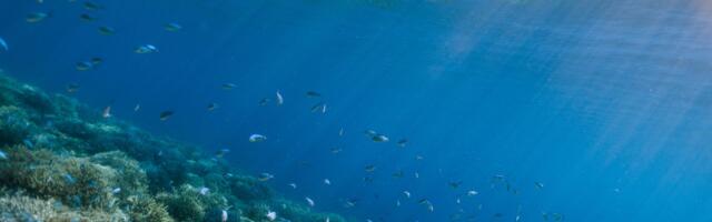The World’s Oceans Are Hurtling Toward Breaking Point