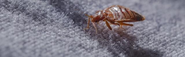 Freaked out by the Paris bed bug infestation? There’s now a startup for that