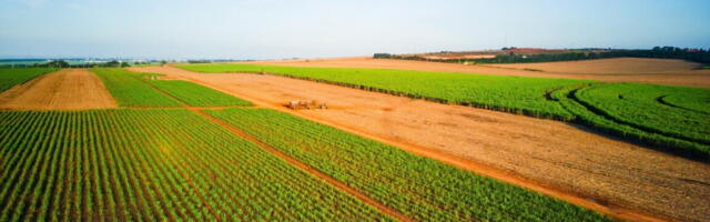 Everyone pays the price as patent holders on seeds stifle innovation