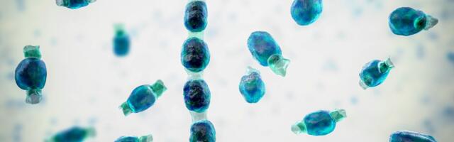 You need to start taking airborne fungal outbreaks seriously