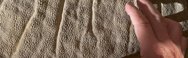 Wyoming dinosaur mummies give us a new view of duck-billed species